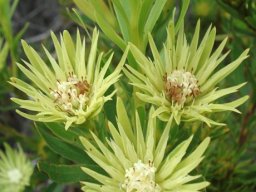 Aulax umbellata old female flowerheads